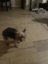 Found/Stray Unknown Dog last seen Bluewater Dr, Sun City Center, FL 33573