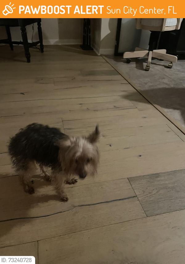 Found/Stray Unknown Dog last seen Bluewater Dr, Sun City Center, FL 33573