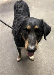 Shelter Stray Male Dog last seen , 11258 Garfield Ave, Downey, CA 90242, USA