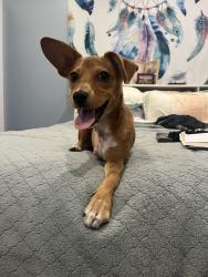 Reunited Female Dog last seen Cherokee, Oakland, CA 94605