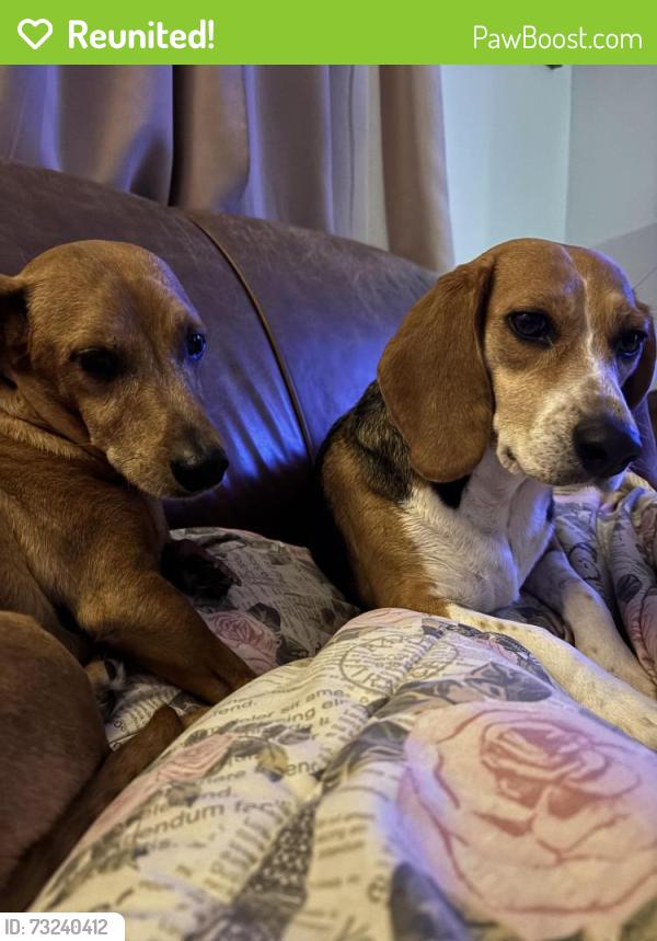 Reunited Male Dog last seen Auburn, Houston, TX 77017