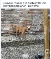 Reunited Male Dog last seen Near sunset heights lane, Conroe, TX 77302