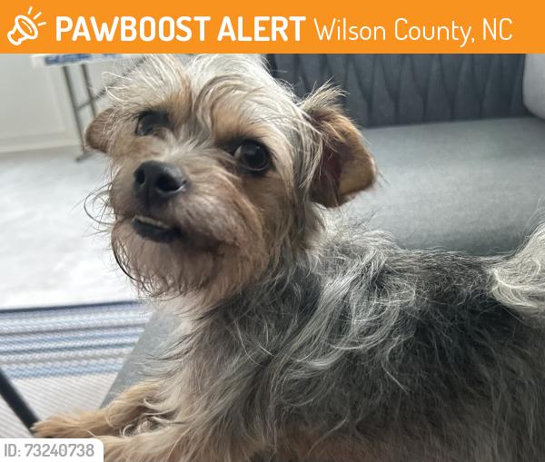 Found/Stray Female Dog last seen Perry Rd & Alton Rd. Near HWY 795, Wilson County, NC 27813