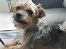 Found/Stray Female Dog last seen Perry Rd & Alton Rd. Near HWY 795, Wilson County, NC 27813