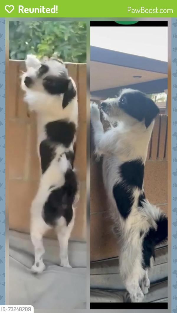 Reunited Male Dog last seen Baseline Rd. and Citrus Ave., Azusa, CA 91702