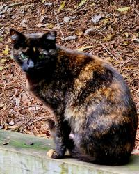 Reunited Female Cat last seen Lynn Rd & Six Forks Rd, Raleigh, NC 27609