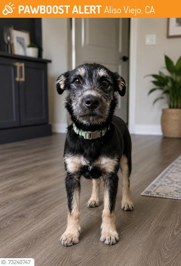 Found/Stray Male Dog last seen Woods canyon, Aliso Viejo, CA 92656