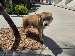 Shelter Stray Female Dog last seen , 957 N Gaffey St, San Pedro, CA 90731, USA