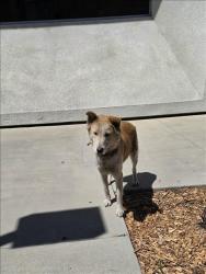 Shelter Stray Female Dog last seen , 957 N Gaffey St, San Pedro, CA 90731, USA