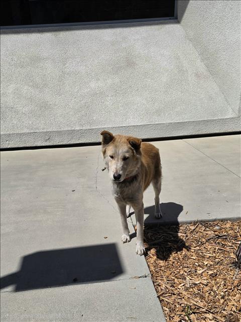 Shelter Stray Female Dog last seen , 957 N Gaffey St, San Pedro, CA 90731, USA
