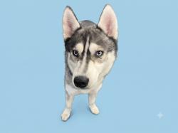 Shelter Stray Male Dog last seen , 1850 W 60th St, Los Angeles, CA 90047, USA