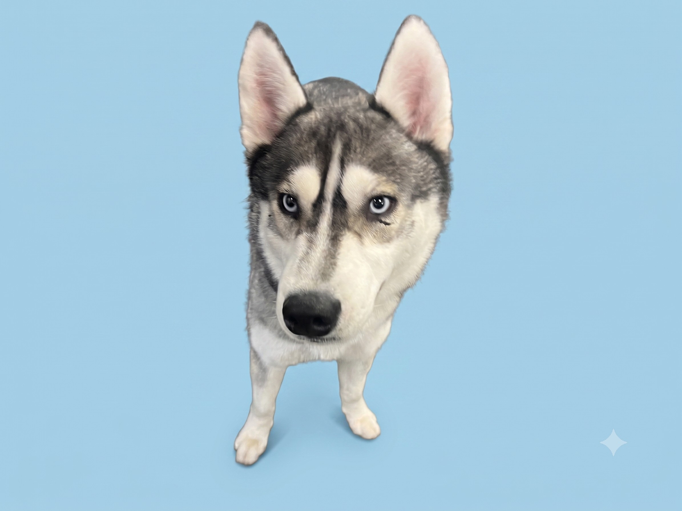 Shelter Stray Male Dog last seen , 1850 W 60th St, Los Angeles, CA 90047, USA