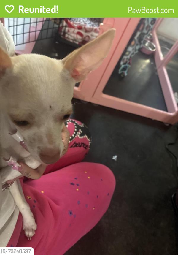 Reunited Female Dog last seen Lake carolyn, Irving, TX 75039