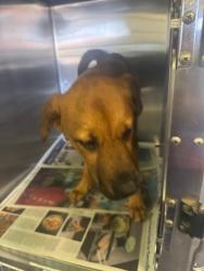 Shelter Stray Male Dog last seen , 1850 W 60th St, Los Angeles, CA 90047, USA