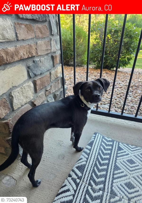Lost Male Dog last seen Near QuickTrip at N Airport Blvd and E Colfax Ave, Aurora, CO 80011