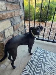 Lost Male Dog last seen Near QuickTrip at N Airport Blvd and E Colfax Ave, Aurora, CO 80011