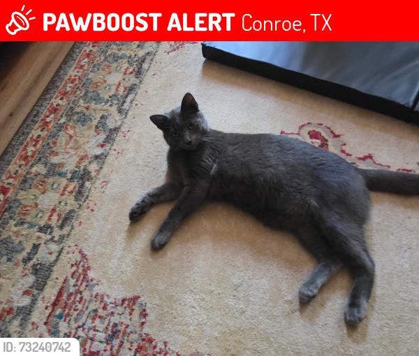 Lost Male Cat last seen River Plantation, Conroe, TX 77302