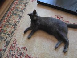 Lost Male Cat last seen River Plantation, Conroe, TX 77302