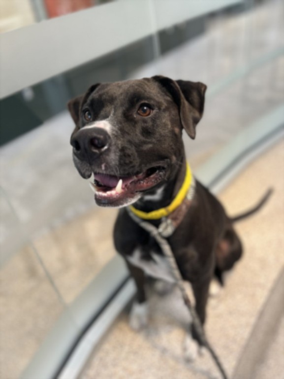 Shelter Stray Male Dog last seen , 3201 Lacy St, Los Angeles, CA 90031, USA