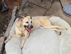 Found/Stray Female Dog last seen Lake overholser, Bethany, OK 73008