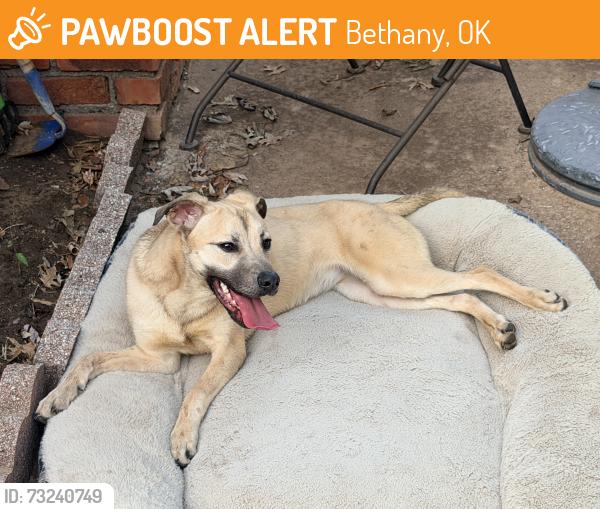 Found/Stray Female Dog last seen Lake overholser, Bethany, OK 73008