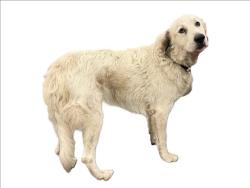 Shelter Stray Female Dog last seen , 3201 Lacy St, Los Angeles, CA 90031, USA