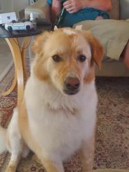 Lost Female Dog last seen Grant/jackrabbit tucson az, Tucson, AZ 85705