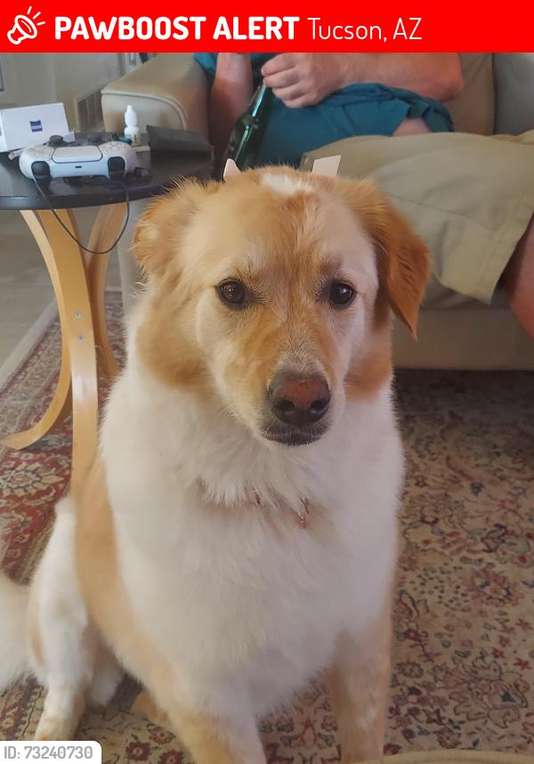 Lost Female Dog last seen Grant/jackrabbit tucson az, Tucson, AZ 85705