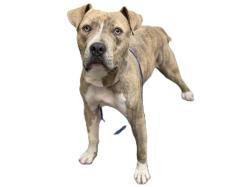 Shelter Stray Male Dog last seen , 3201 Lacy St, Los Angeles, CA 90031, USA