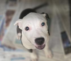 Shelter Stray Female Dog last seen , 3201 Lacy St, Los Angeles, CA 90031, USA