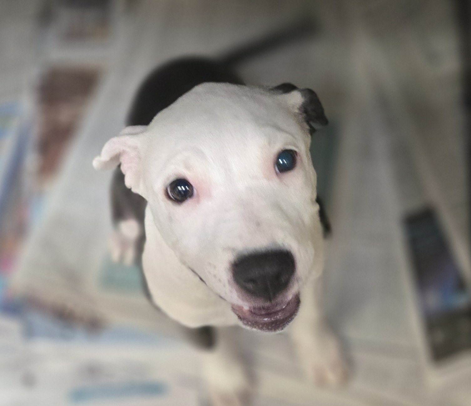 Shelter Stray Female Dog last seen , 3201 Lacy St, Los Angeles, CA 90031, USA