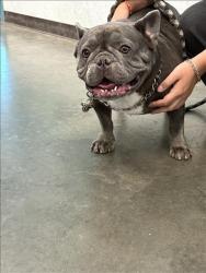 Shelter Stray Male Dog last seen , West Valley Animal Shelter, 20655 Plummer St, Chatsworth, CA 91311, USA