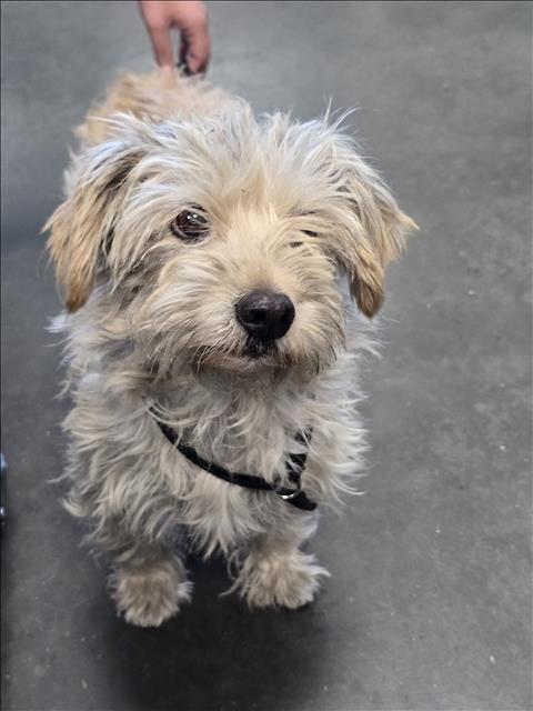 Shelter Stray Female Dog last seen , West Valley Animal Shelter, 20655 Plummer St, Chatsworth, CA 91311, USA
