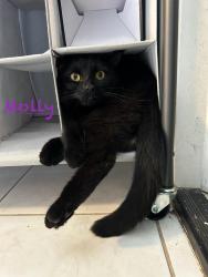 Lost Female Cat last seen Pringle Avenue, D'Iberville, MS 39540