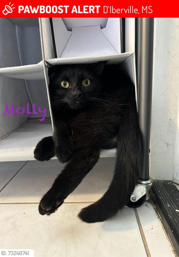 Lost Female Cat last seen Pringle Avenue, D'Iberville, MS 39540