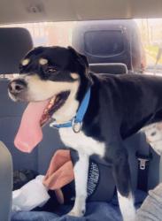 Reunited Male Dog last seen Motel 6, Washington, PA 15301