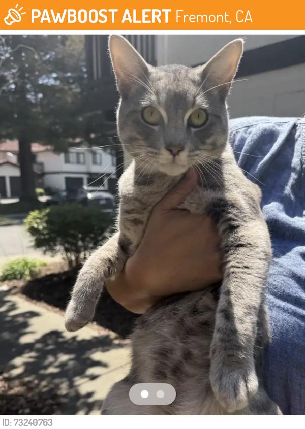 Found/Stray Unknown Cat last seen Siward & Huffman, Fremont, CA 94555
