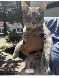 Found/Stray Unknown Cat last seen Siward & Huffman, Fremont, CA 94555