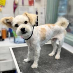 Shelter Stray Male Dog last seen Near East Bound after Grand Lake Exit, Oakland, CA, 1101 29th Ave, Oakland, CA 94601, USA