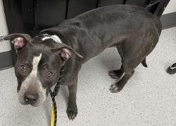 Shelter Stray Female Dog last seen Near walnut st, Oakland, CA, 1101 29th Ave, Oakland, CA 94601, USA