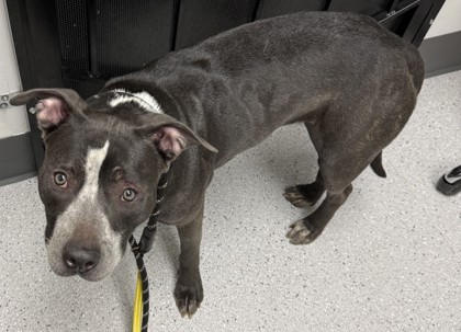 Shelter Stray Female Dog last seen Near walnut st, Oakland, CA, 1101 29th Ave, Oakland, CA 94601, USA