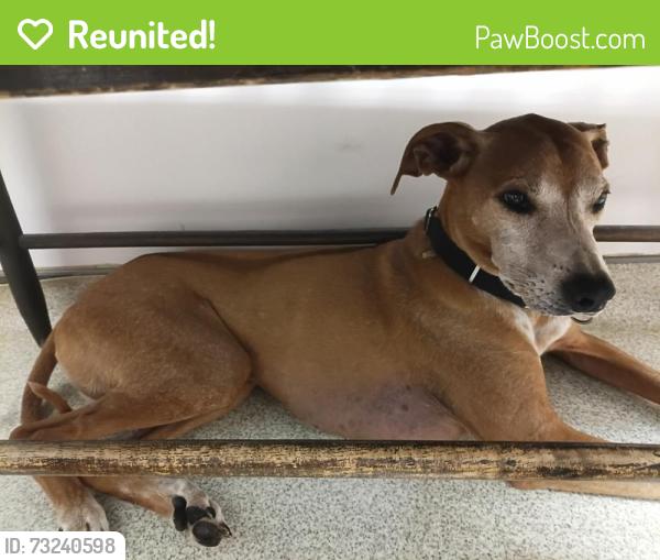 Reunited Male Dog last seen howard rd & howard ln, LaBelle, FL 33935