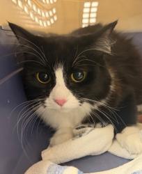 Shelter Stray Female Cat last seen GEORGETOWN DR at ROSE HILL CT, Rancho Cordova, CA, 6201 Florin Perkins Rd, Sacramento, CA 95828, USA