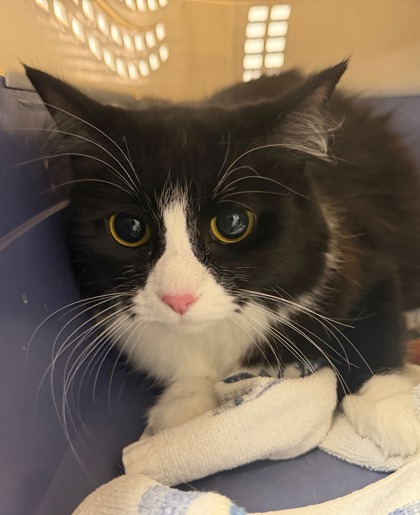 Shelter Stray Female Cat last seen GEORGETOWN DR at ROSE HILL CT, Rancho Cordova, CA, 6201 Florin Perkins Rd, Sacramento, CA 95828, USA