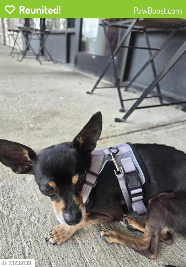 Reunited Female Dog last seen Old higbee Mill road, Lexington, KY 40514