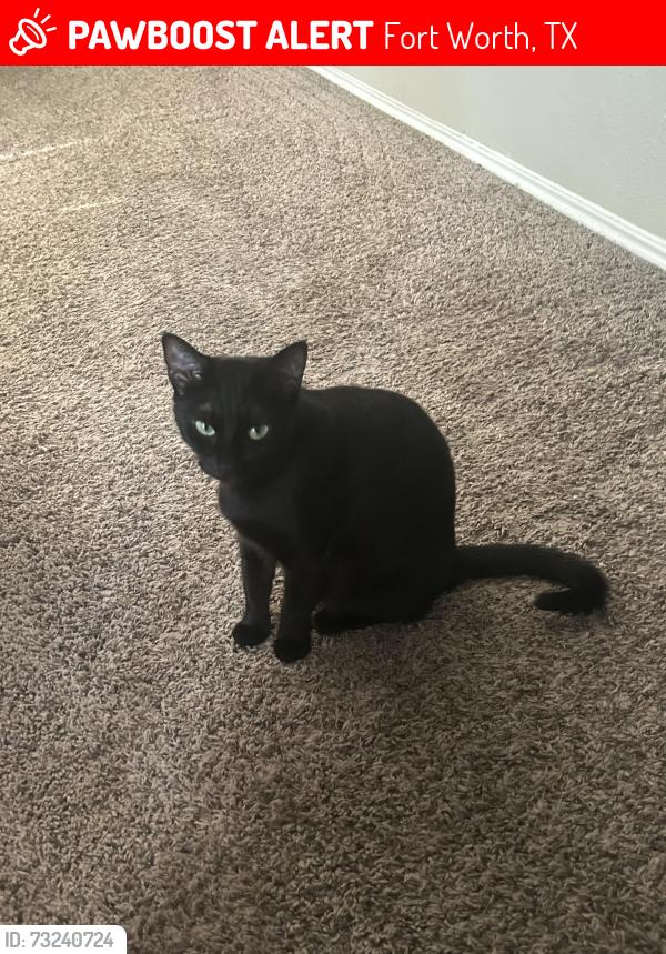 Lost Female Cat last seen Sandshell blvd and western, Fort Worth, TX 76137