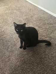 Lost Female Cat last seen Sandshell blvd and western, Fort Worth, TX 76137