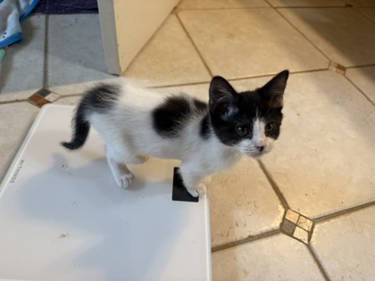 Shelter Stray Male Cat last seen Near Velma Ct Ellenwood Georgia 30294, 30294, GA, 3280 Chamblee Dunwoody Rd, Chamblee, GA 30341, USA