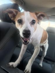 Reunited Female Dog last seen Found in front of the Chicken Place on Rufe Snow, Fort Worth, TX 76148