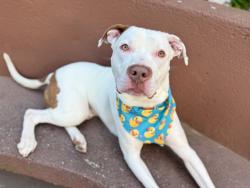 Shelter Stray Male Dog last seen Moshulu Parkway N, BRONX, NY, 10467, 326 E 110th St, New York, NY 10029, USA